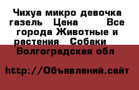 Чихуа микро девочка газель › Цена ­ 65 - Все города Животные и растения » Собаки   . Волгоградская обл.